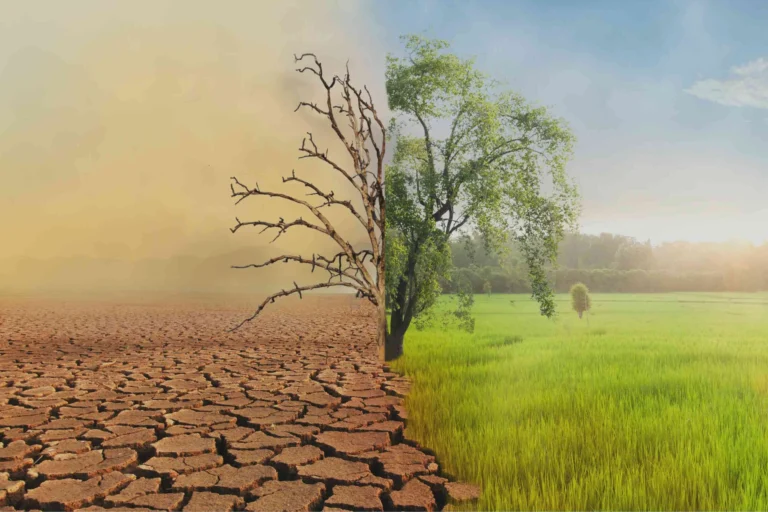 The Impact of Climate Change on Global Agriculture: What You Need to Know